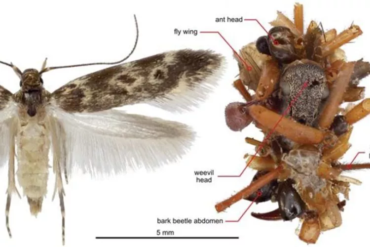 aranha coletora