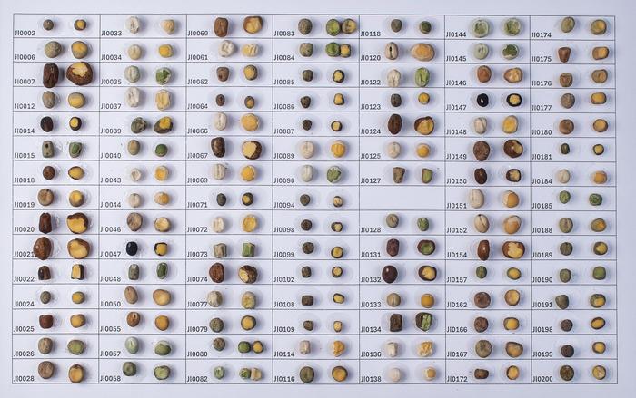 Ervilha de Mendel: Genômica Transforma Agricultura