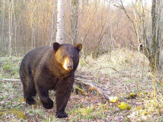 Urso Negro: Dicas de Segurança na Primavera